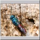 Chrysis ignita - Goldwespe bei Ancistrocerus 03.jpg